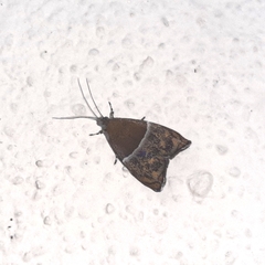 Hemerophila