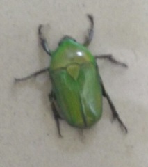 Heterorrhina elegans