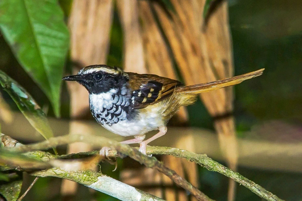 White-bibbed Antbird