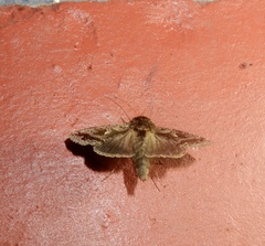 Chrysodeixis permissa