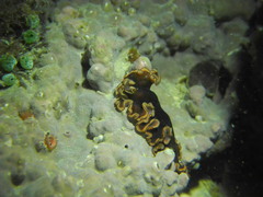 Pseudobiceros splendidus