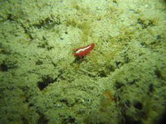 Pseudoceros rubronanus