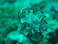 Glossodoris