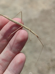 Clonopsis gallica