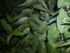 Celtis bungeana