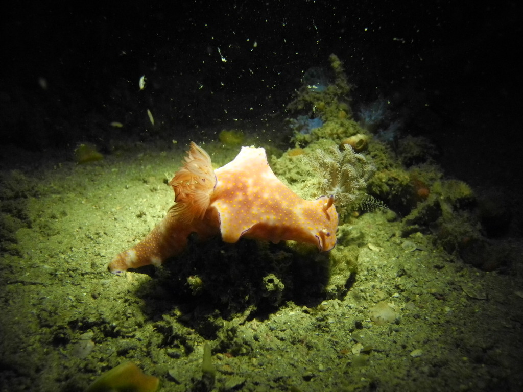 Slender ceratosoma nudibranch