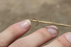 Clonopsis gallica