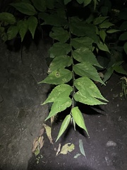 Celtis bungeana