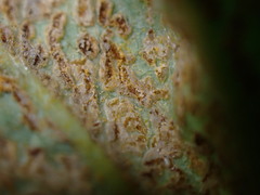 Trachyspora intrusa