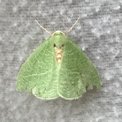 Chlorosea banksaria