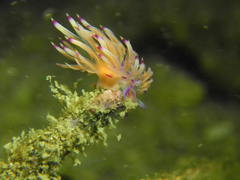 Coryphellina rubrolineata