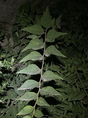 Celtis bungeana