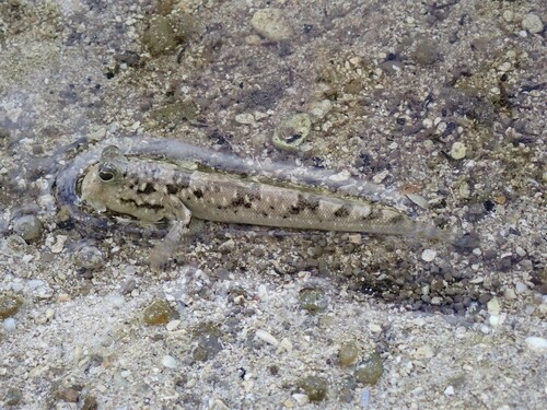 Kalolo mudskipper (Periophthalmus kalolo) — Gobiidae — 3