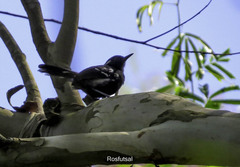 Formicivora littoralis