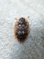 Lobiopa undulata