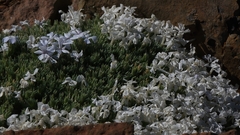 Phlox pulvinata