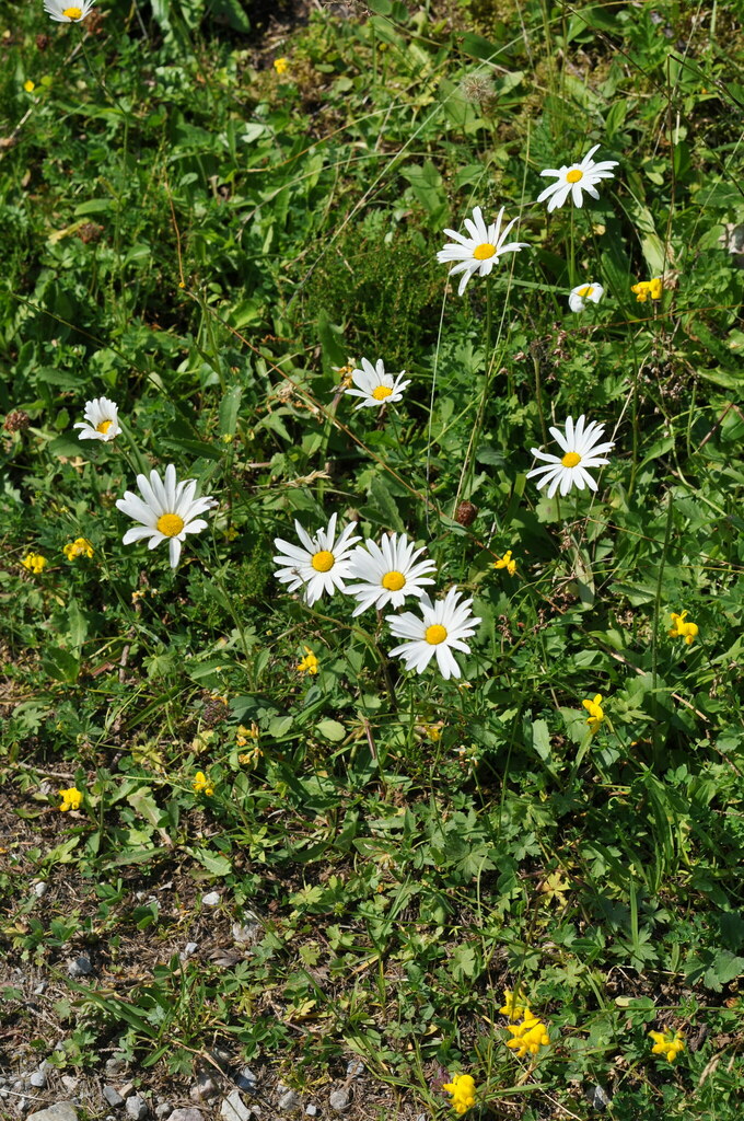 Leucanthemum vulgare from 9497 Triesenberg, Liechtenstein on July 20
