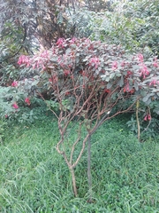 Fuchsia triphylla