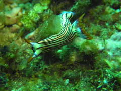 Nembrotha aurea