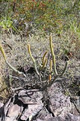 Leocereus bahiensis