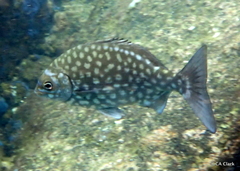 Kyphosus elegans