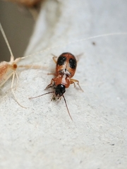 Badister neopulchellus