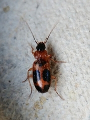 Badister neopulchellus