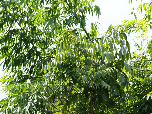 Sapindus mukorossi