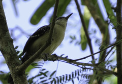 Formicivora littoralis