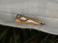 Catoptria pinella