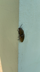 Chalcolepidius silbermanni