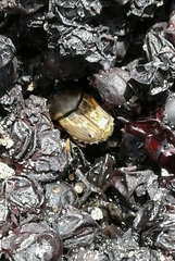 Euoniticellus fulvus