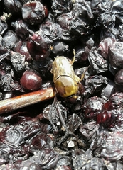 Euoniticellus fulvus