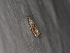 Catoptria verellus