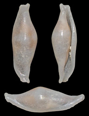 Crenavolva philippei