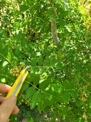 Zanthoxylum bungeanum