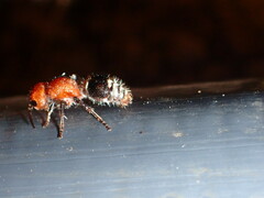 Pseudomethoca vanduzei