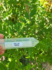 Zanthoxylum bungeanum