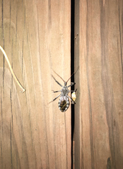 Arilus cristatus
