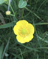 Ranunculus lingua