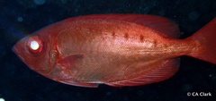 Priacanthus meeki
