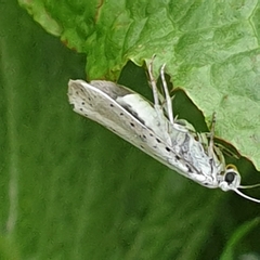 Yponomeuta