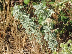 Marrubium incanum