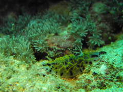 Halgerda wasinensis
