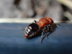 Pseudomethoca vanduzei