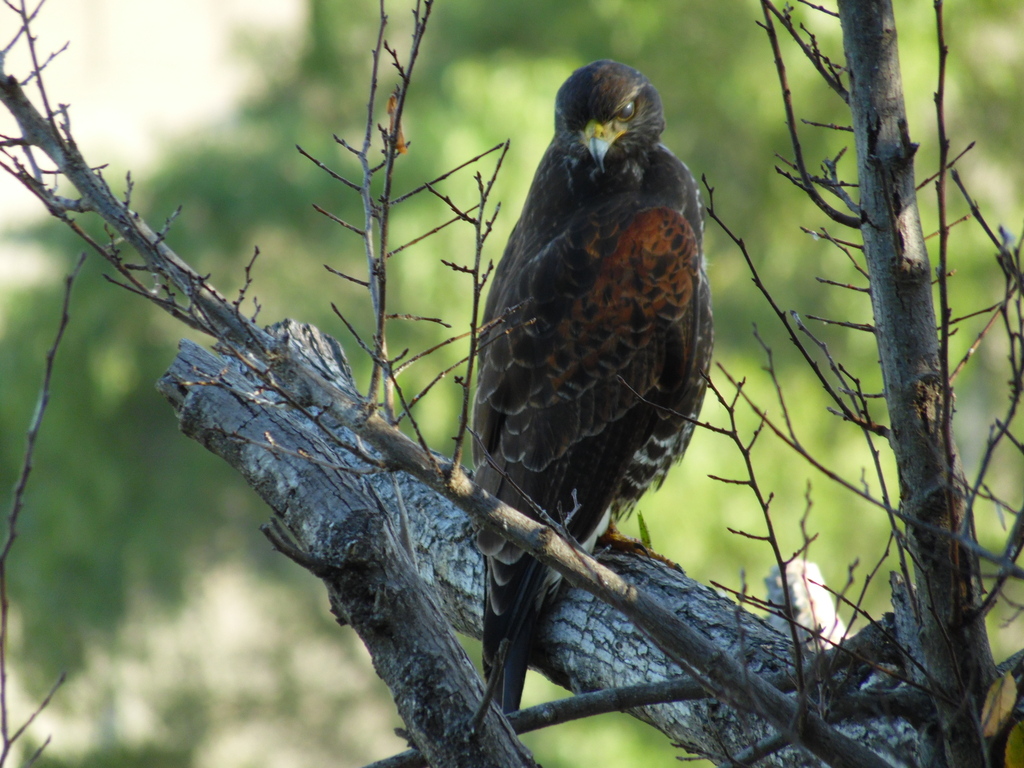 Harris's Hawk (Bay-winged)
