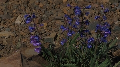 Penstemon speciosus