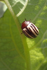 Zygogramma suturalis