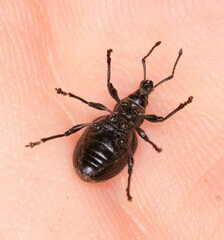 Otiorhynchus nodosus