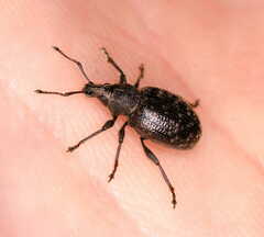 Otiorhynchus nodosus